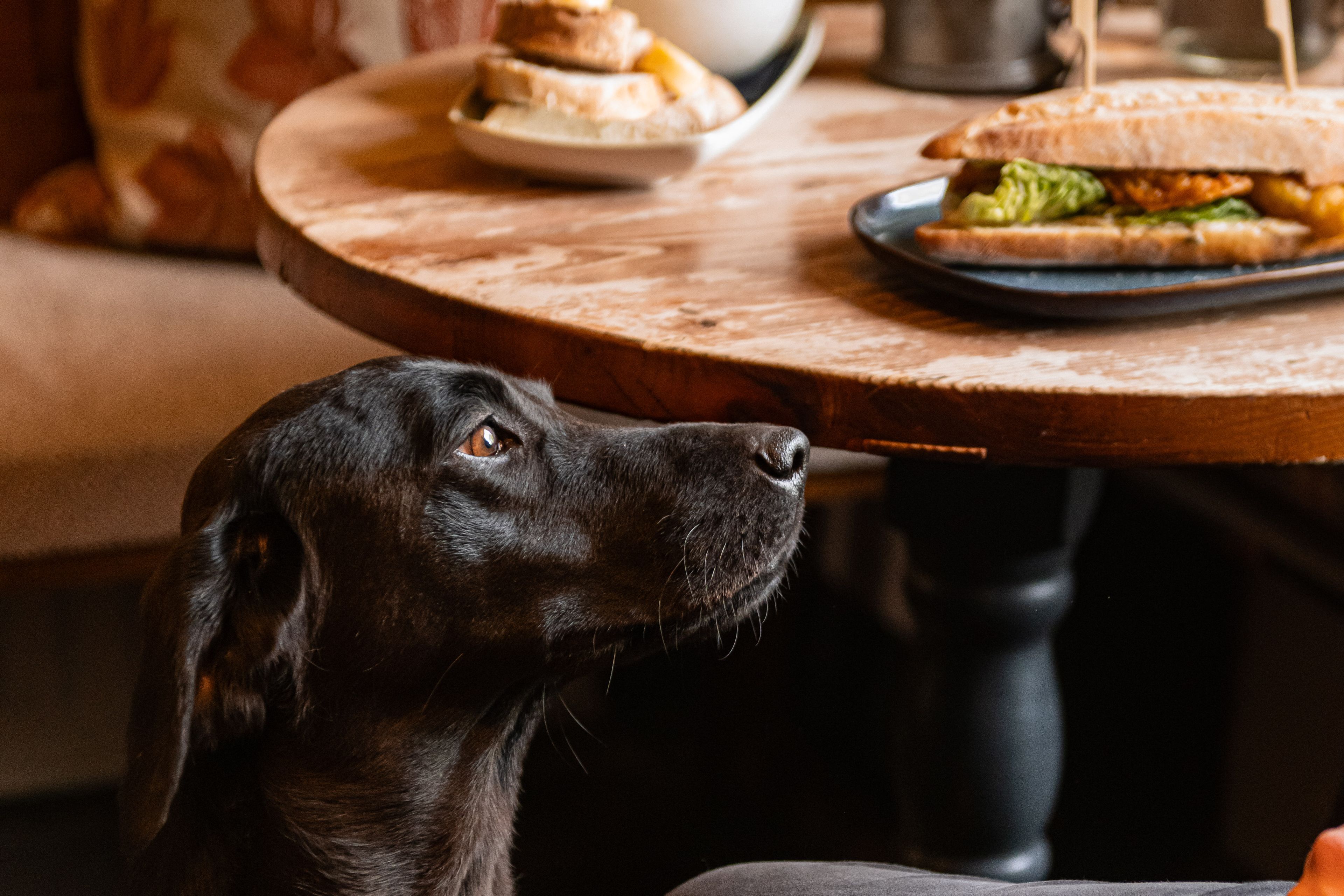 dog next to pub table with food